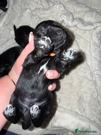 Miniature Schnauzer dogs ❤️🐾LAST BOY REMAINING🐾❤️ - Advert 1