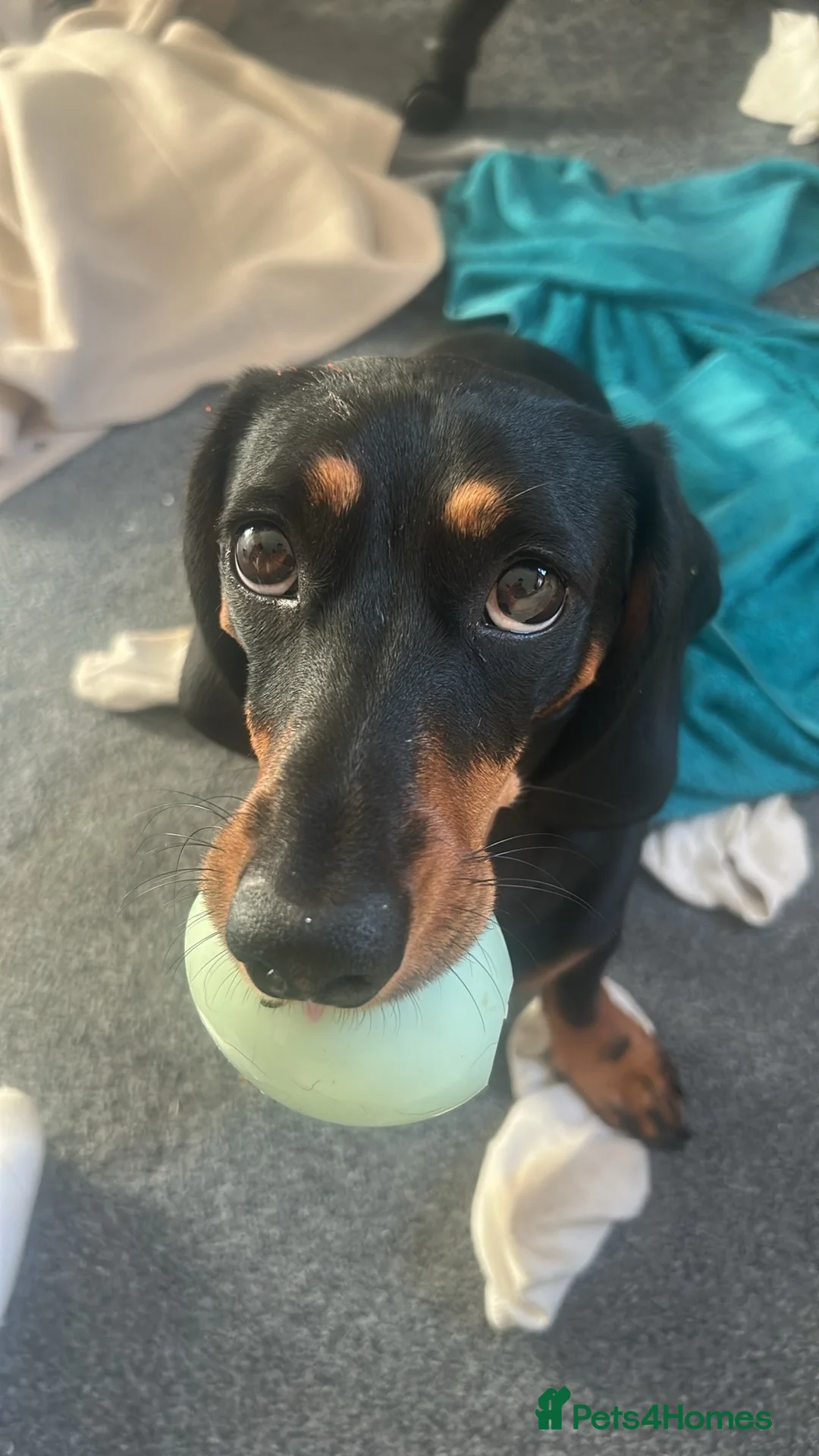 Dachshund dogs for stud: Dachshund for stud  - Advert 1