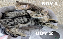 Mixed Breed cats for sale: Adorable kittens  - Image 4