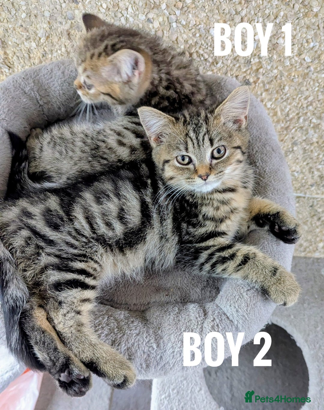 Mixed Breed cats for sale: Adorable kittens  - Image 4