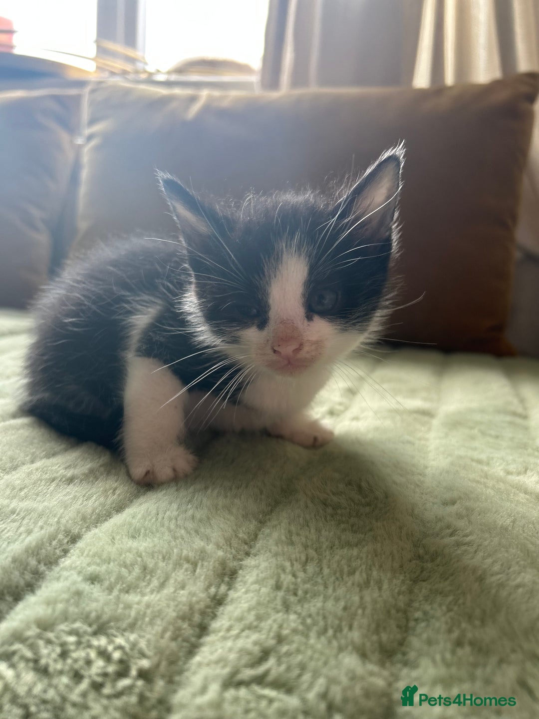 Mixed Breed cats for sale: Mixed breed longer haired  - Image 8