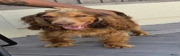 Cockapoo dogs for sale: Re homing show type cocka poo  - Advert 4