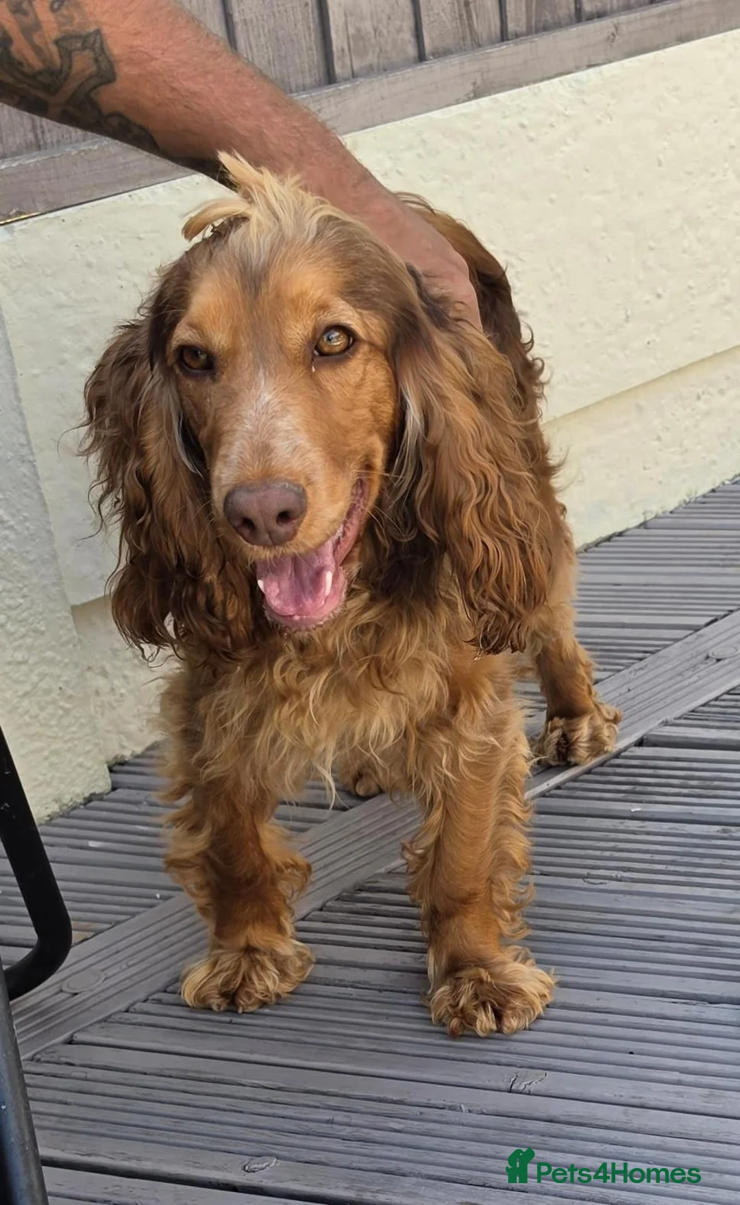 Cockapoo dogs for sale: Re homing show type cocka poo  - Advert 4