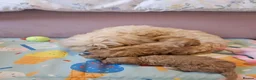 Maltipoo dogs for sale: 💛🌺 Two beautiful maltipoo pups 🌺💛 in Tonbridge - Advert 23
