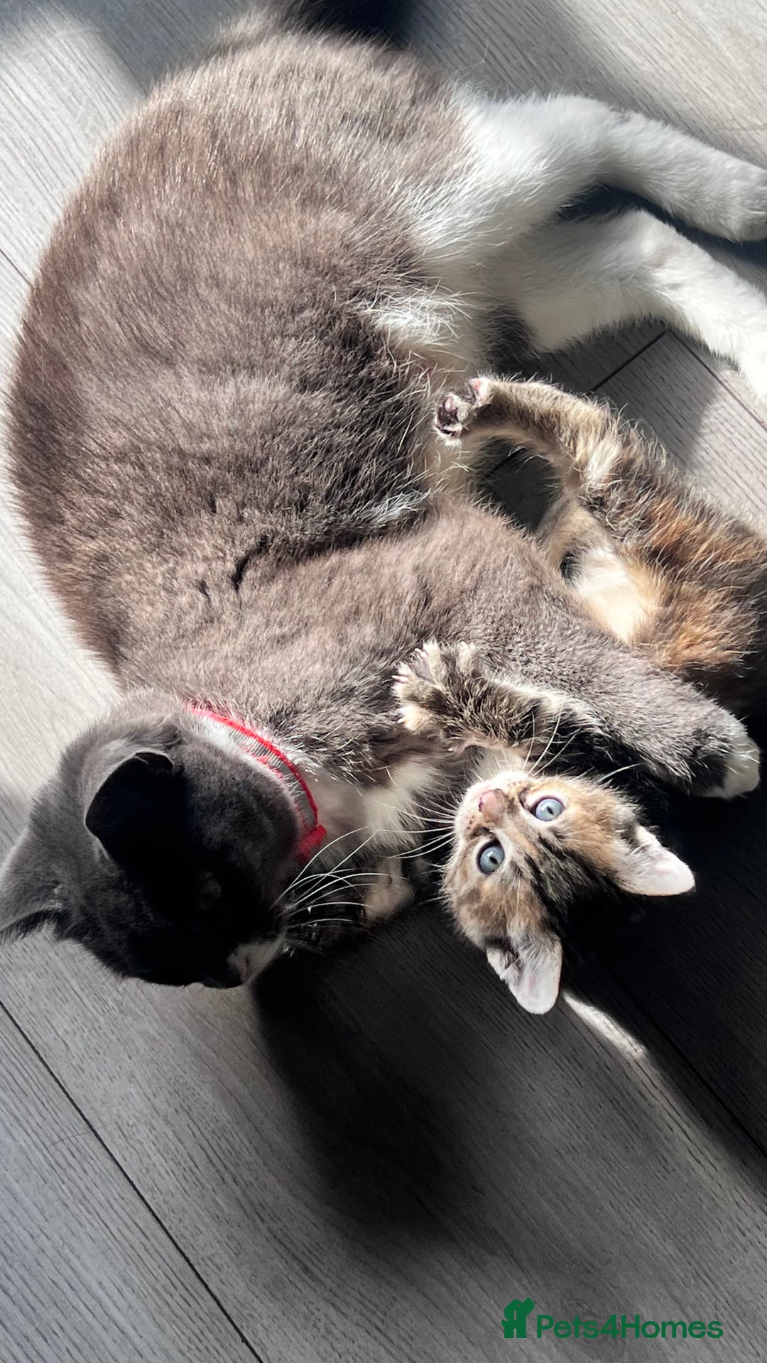 Mixed Breed cats for sale: 3 beautiful baby’s looking for their loving home  - Image 6