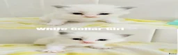 Ragdoll cats for sale: Five Beautiful Ragdoll Kittens Now Available🤍 - Advert 10