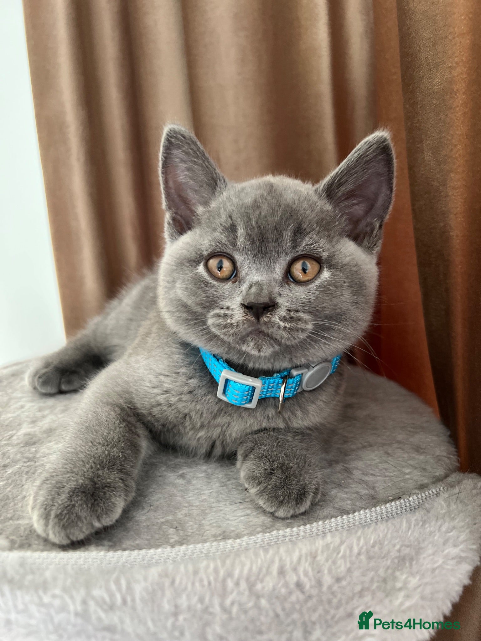 British Shorthair cats Beautiful British Shorthair Kittens - Advert 17