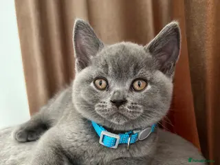 British Shorthair cats Beautiful British Shorthair Kittens - Advert 17