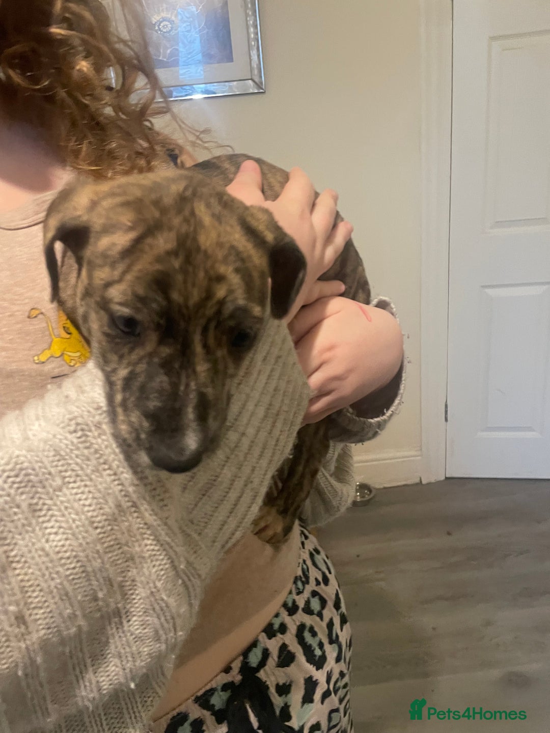 Lurcher dogs for sale: Greyhound/deerhound brindle lurchers - Advert 29