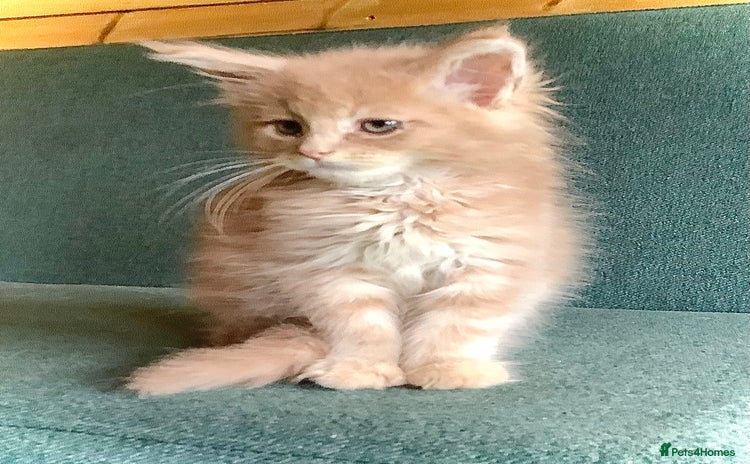 Maine Coon cats - Advert 5
