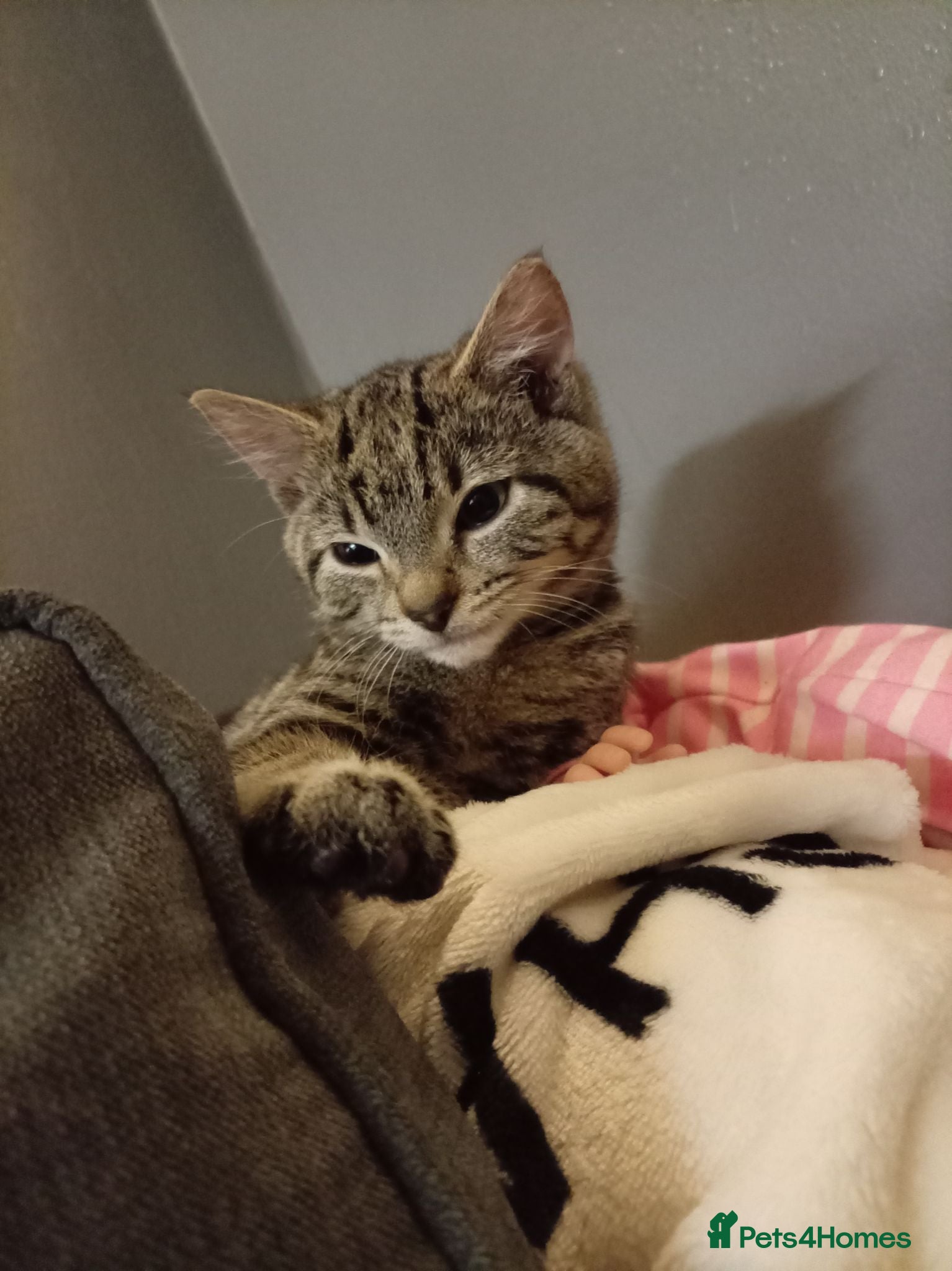 Mixed Breed cats Tabby female cat  - Advert 15