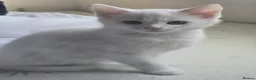 Turkish Angora cats for sale: Adorable kittens looking to be rehomed. - Advert 5