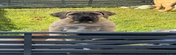Boerboel dogs for sale: Boerboel puppies - Advert 2