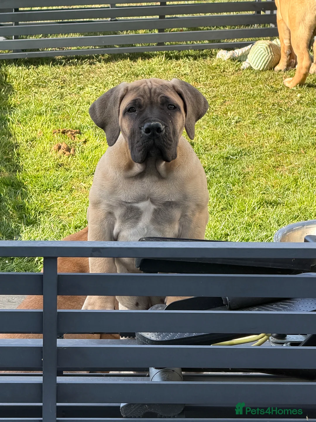 Boerboel dogs for sale: Boerboel puppies - Advert 2
