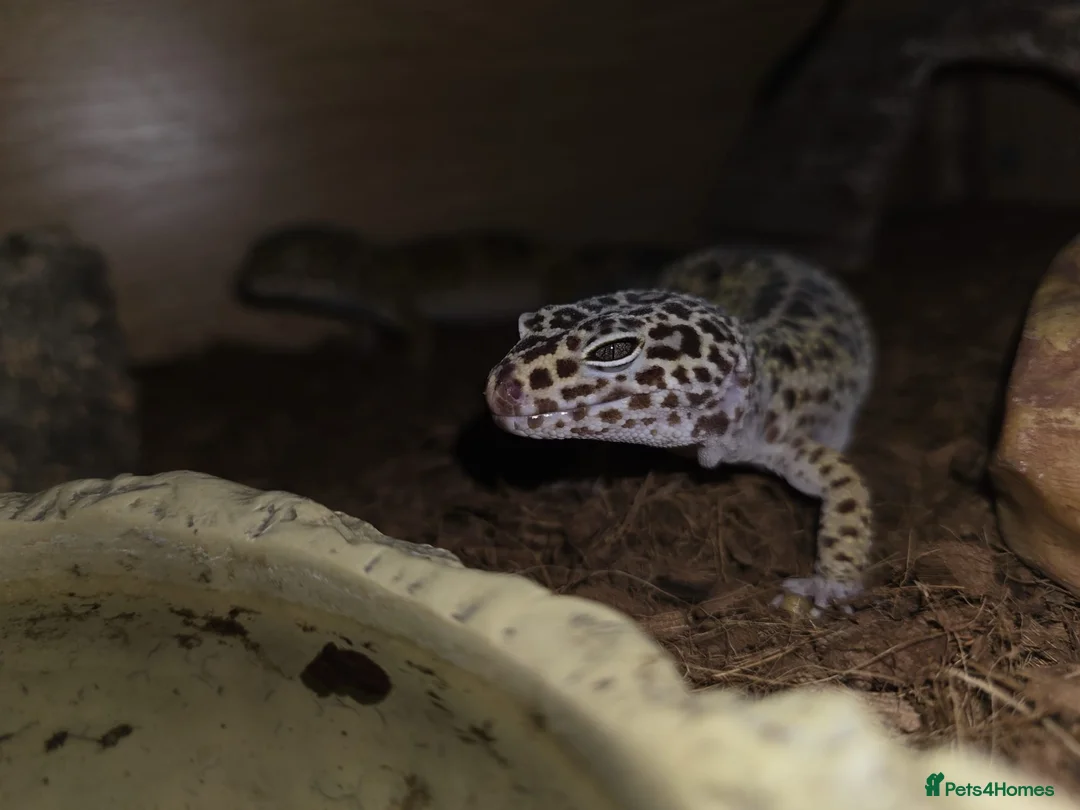 Leopard Gecko reptiles for sale: 2 leopard geckos and full setup - Advert 3