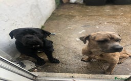 Cane Corso dogs for adoption: Male cane corso in Chester-le-Street - Image 1