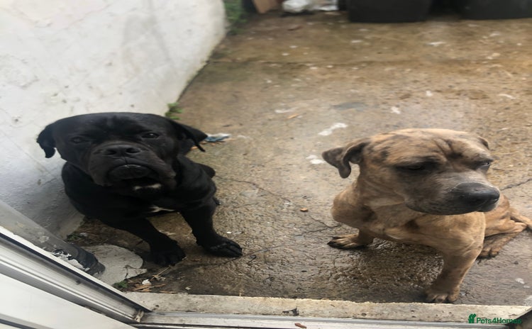 Cane Corso dogs in Chester-le-Street - Advert 1