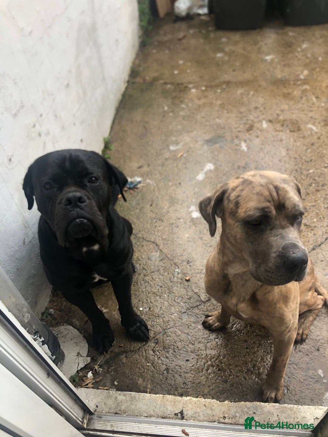 Cane Corso dogs for adoption: Male cane corso in Chester-le-Street - Image 1