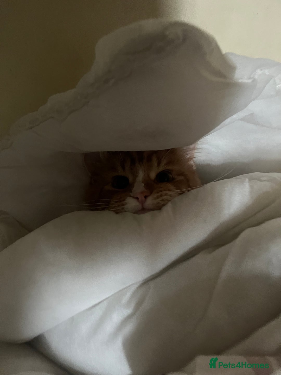 Maine Coon cats for sale: Mainecoon young male rehoming ASAP - Image 4
