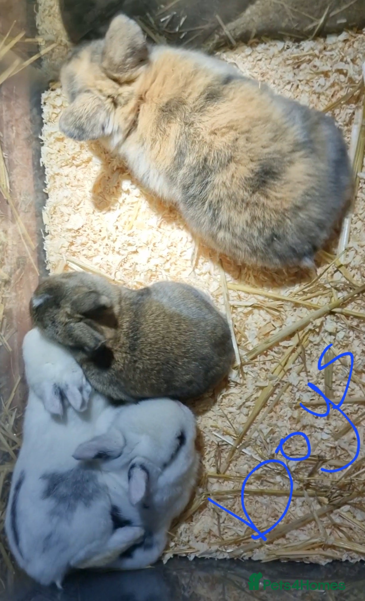 Mini Lop rabbits Mini lops  - Advert 13