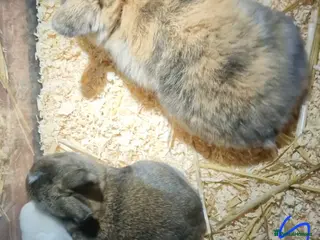 Mini Lop rabbits Mini lops - Advert 13