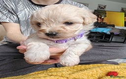 Maltipoo dogs for sale: F2 Mini Maltipoo,Toy size 4 boys - Image 10