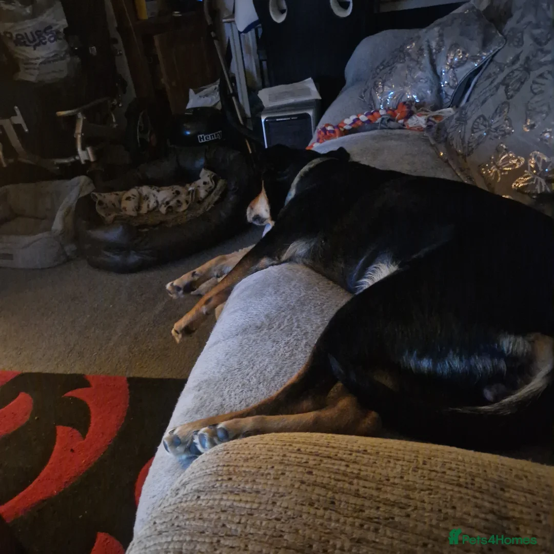 Mixed Breed dogs for sale: Summer is a Mixed breed dog - Advert 3