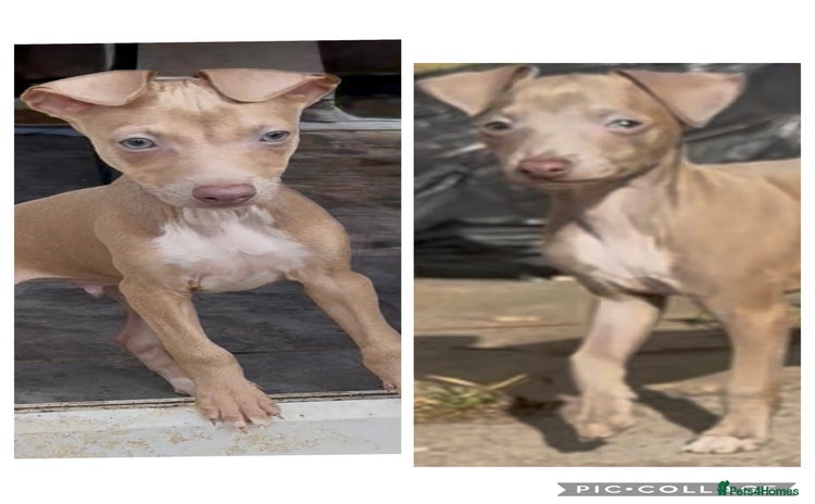 Italian Greyhound dogs - Advert 9
