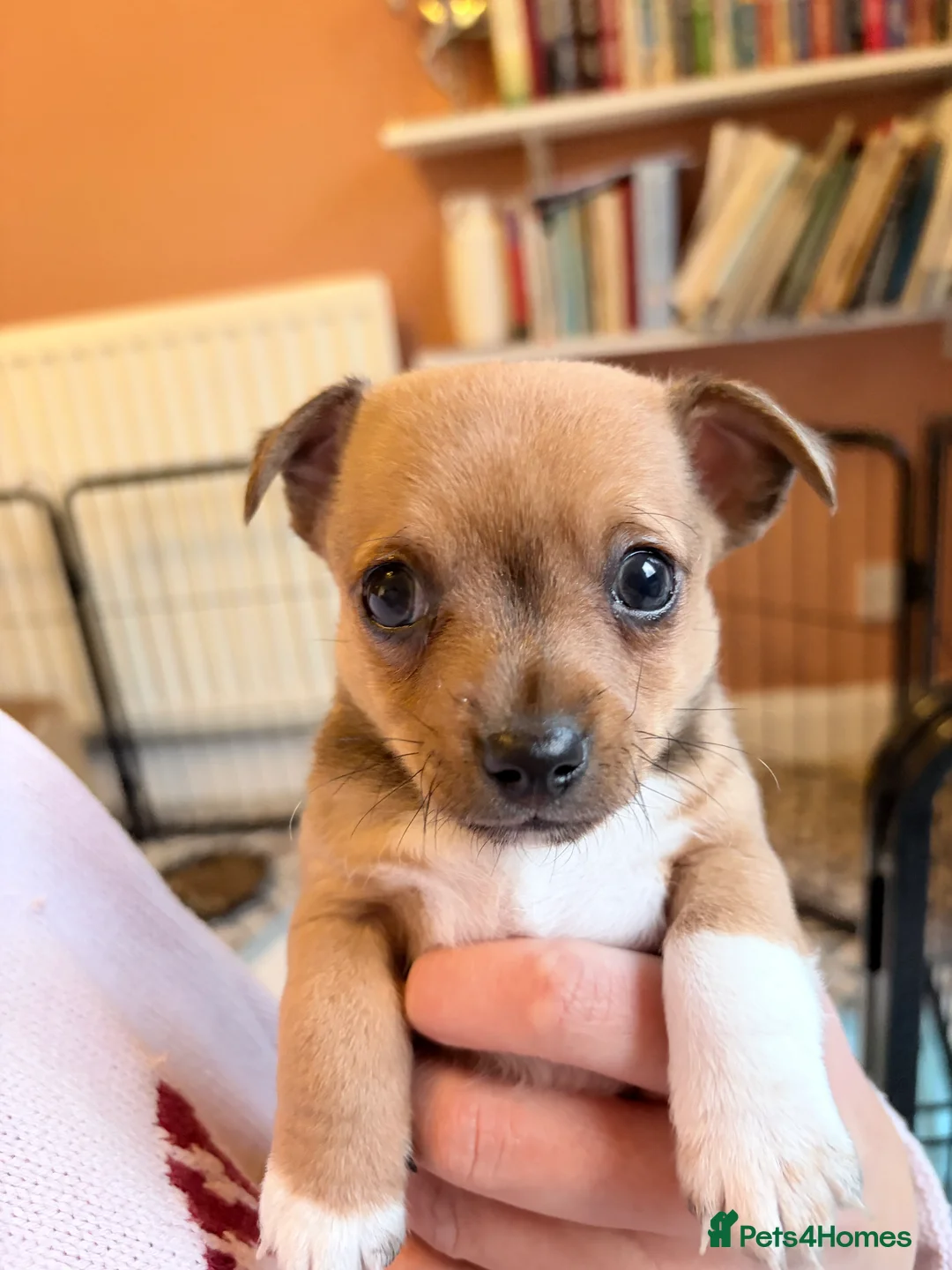 Mixed Breed dogs for sale: Chi-Jack-Weenie puppies - Advert 21