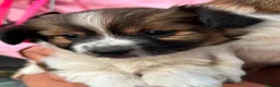 Mixed Breed dogs for sale: JackShitawowas in Poole - Advert 1
