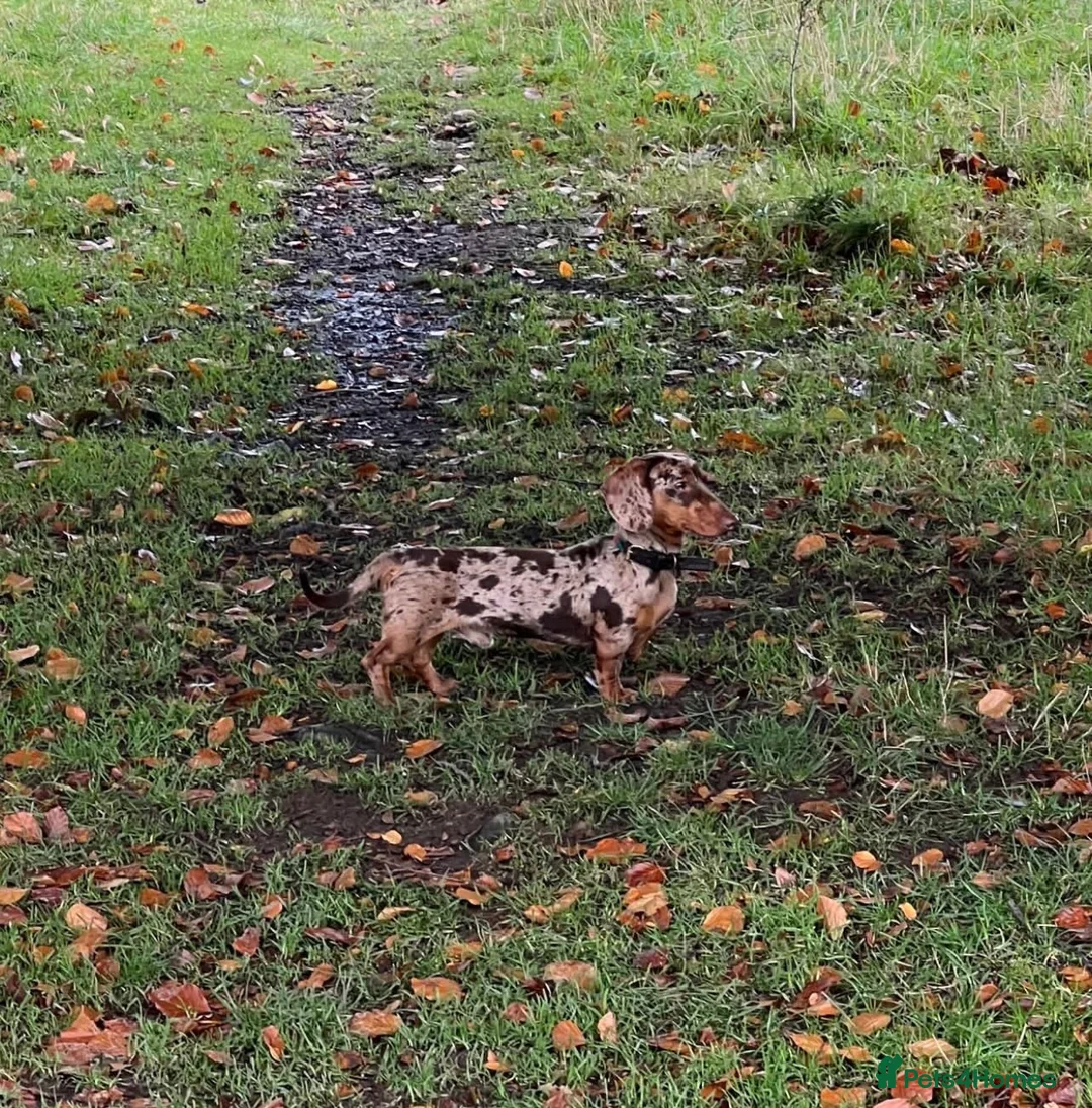Miniature Dachshund dogs for stud: KC Registered Miniature Dachshund Stud Available in Leyland - Advert 2