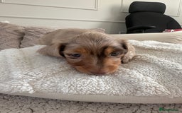Miniature Dachshund dogs for sale: Exceptional quality long haired mini dachshunds - Image 7