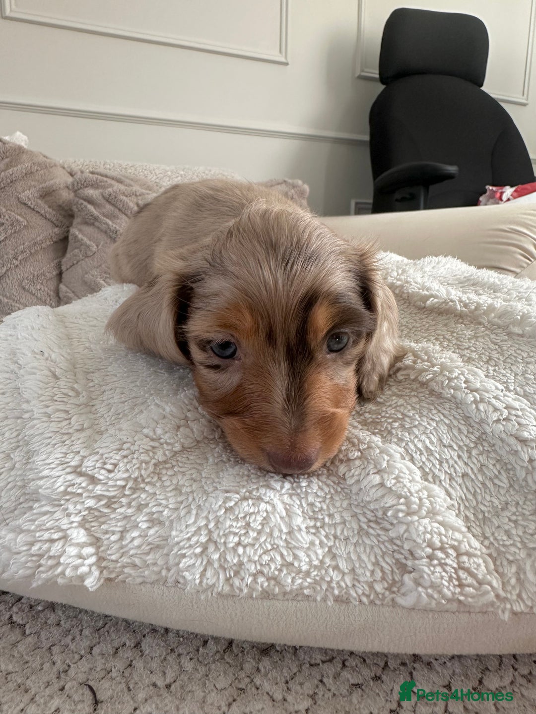 Miniature Dachshund dogs for sale: Exceptional quality long haired mini dachshunds - Image 7
