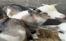 Goats livestock for sale: Hilarious friendly baby Pygmy kids for sale  - Image 10