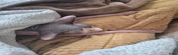Sphynx cats for sale: Gorgeous bonded pair of Sphynx cats in Worthing - Advert 9