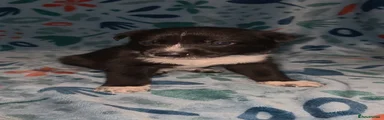Male 4