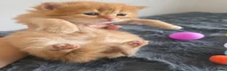 Mixed Breed cats for sale: Adorable Ragdoll x Persian Kittens.  in Dunstable - Advert 11