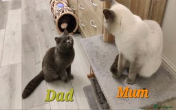 British Shorthair cats for sale: British Shorthair Kittens - 2 girls  - Image 9