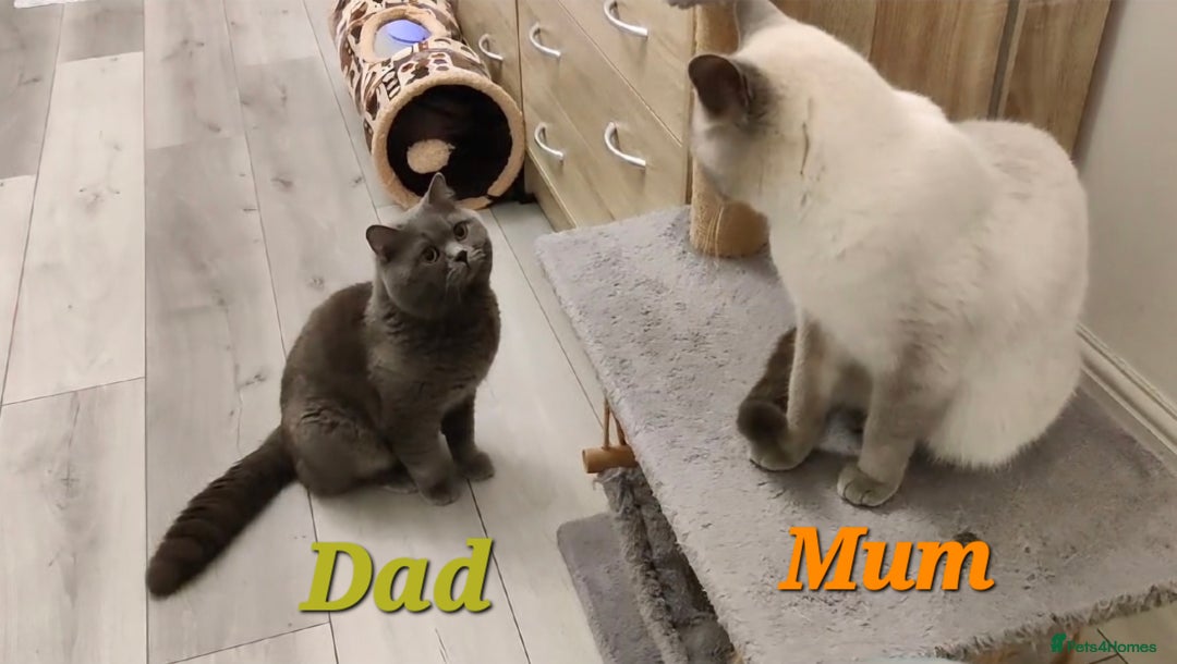 British Shorthair cats for sale: British Shorthair Kittens - 2 girls  - Image 9