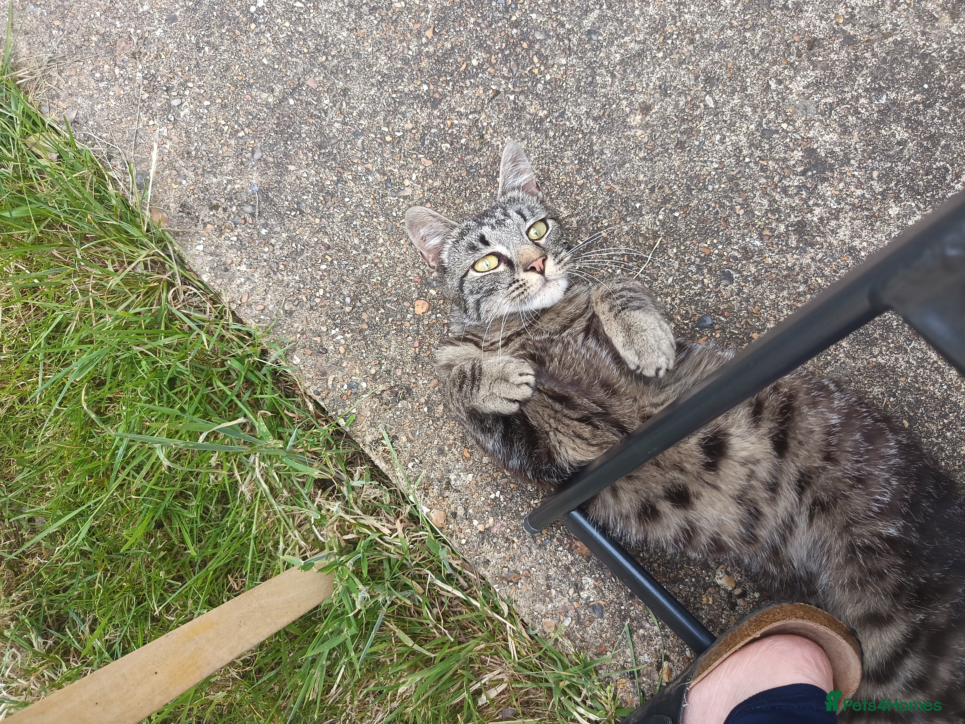 Mixed Breed cats for sale: Male young grey cat in Greenford - Advert 6