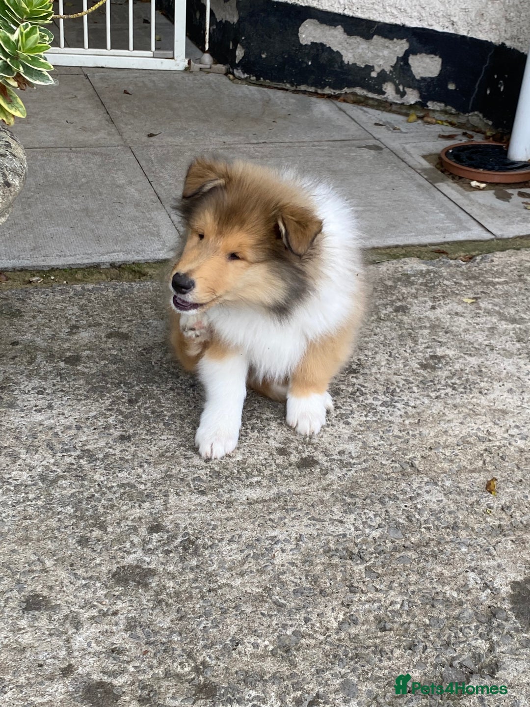 Rough Collie dogs for sale: ROUGH COLLIE SABLE AND WHITE PUPPIES - Image 9