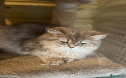 British Longhair cats for sale: Gorgeous female British Longhairs - Image 4