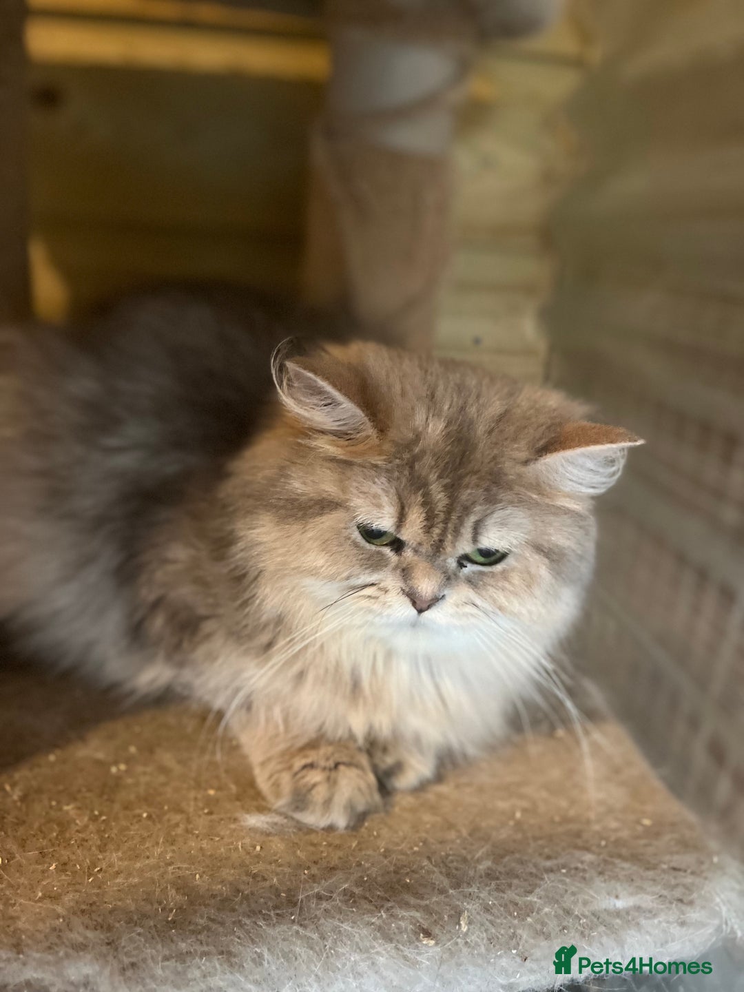British Longhair cats for sale: Gorgeous female British Longhairs - Image 4