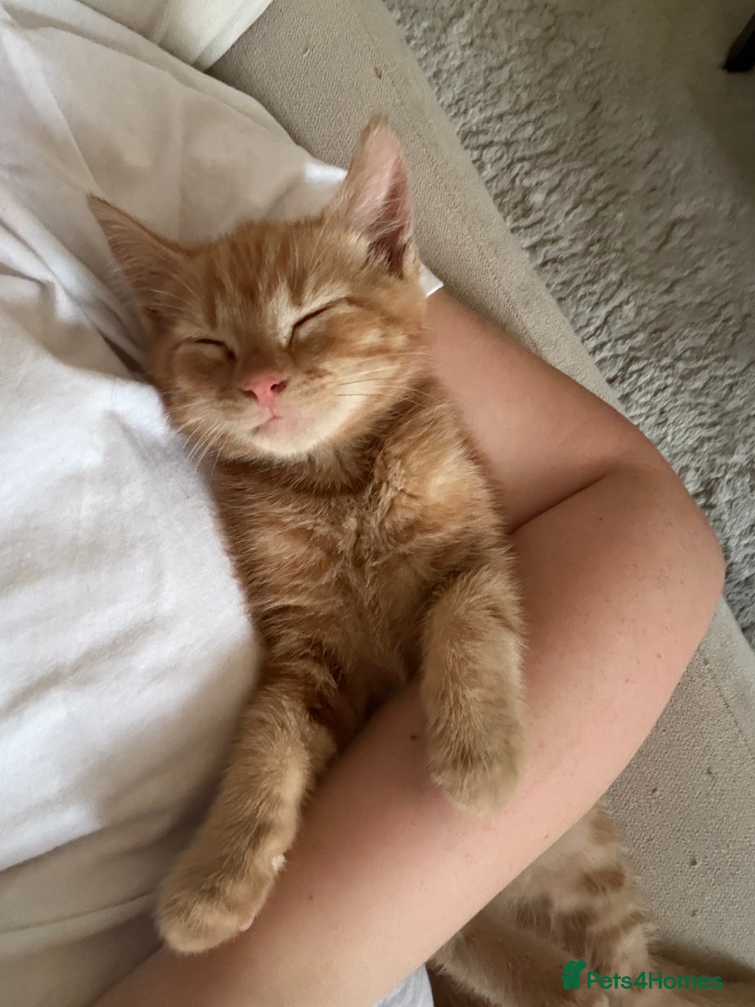 Domestic Shorthair cats for sale: 15 week old Kitten - Image 7