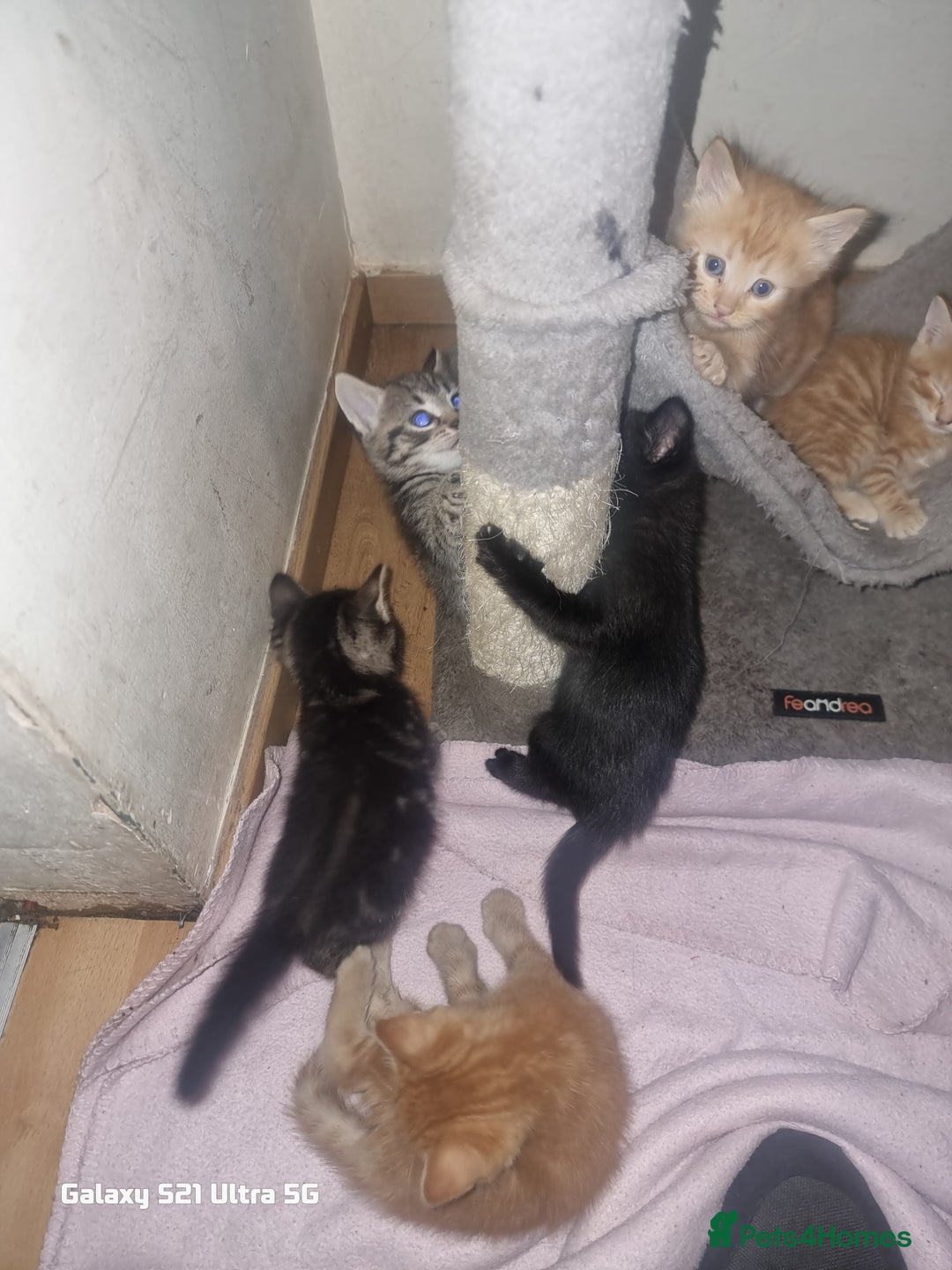 Domestic Shorthair cats for sale: Lovely Kittens, ready to be reserved 😺 - Image 15