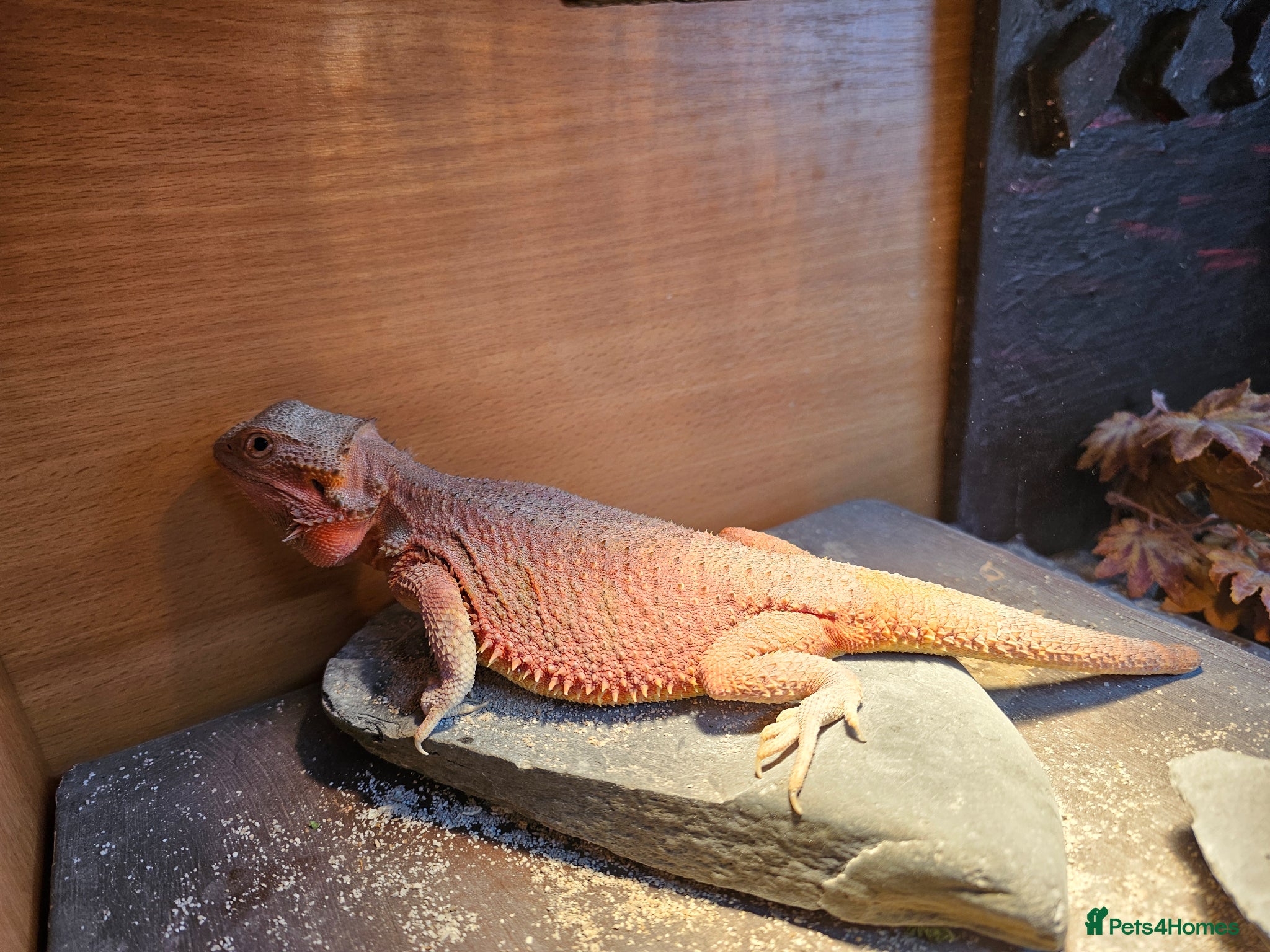 Bearded Dragon reptiles Bearded dragon and set up  - Advert 2