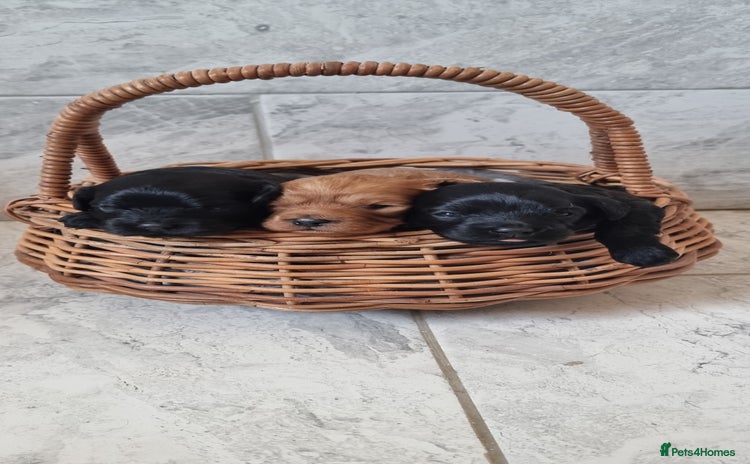 Cavapoo dogs - Advert 17