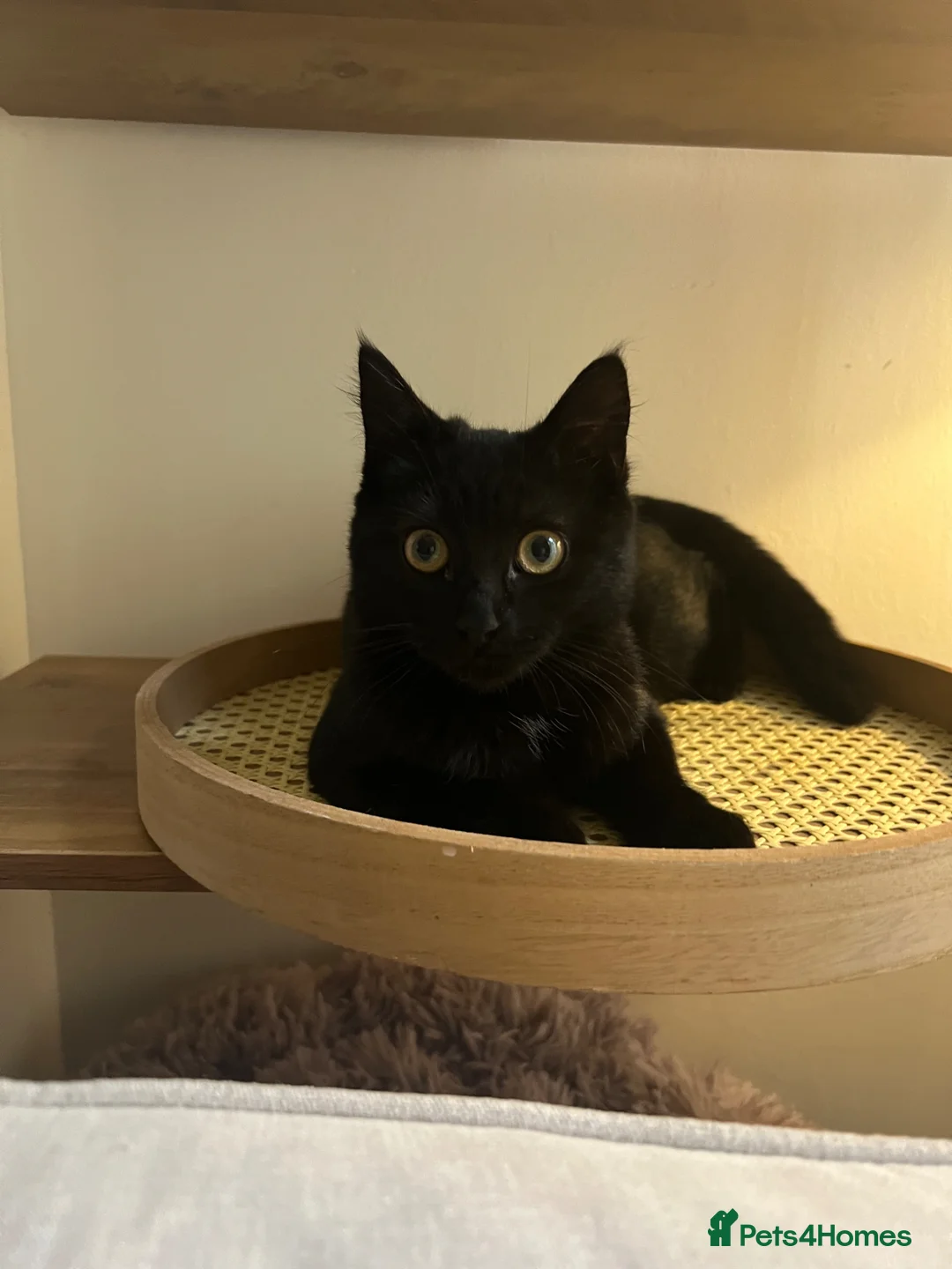 Mixed Breed cats for sale: Kittens  in Coventry - Advert 4