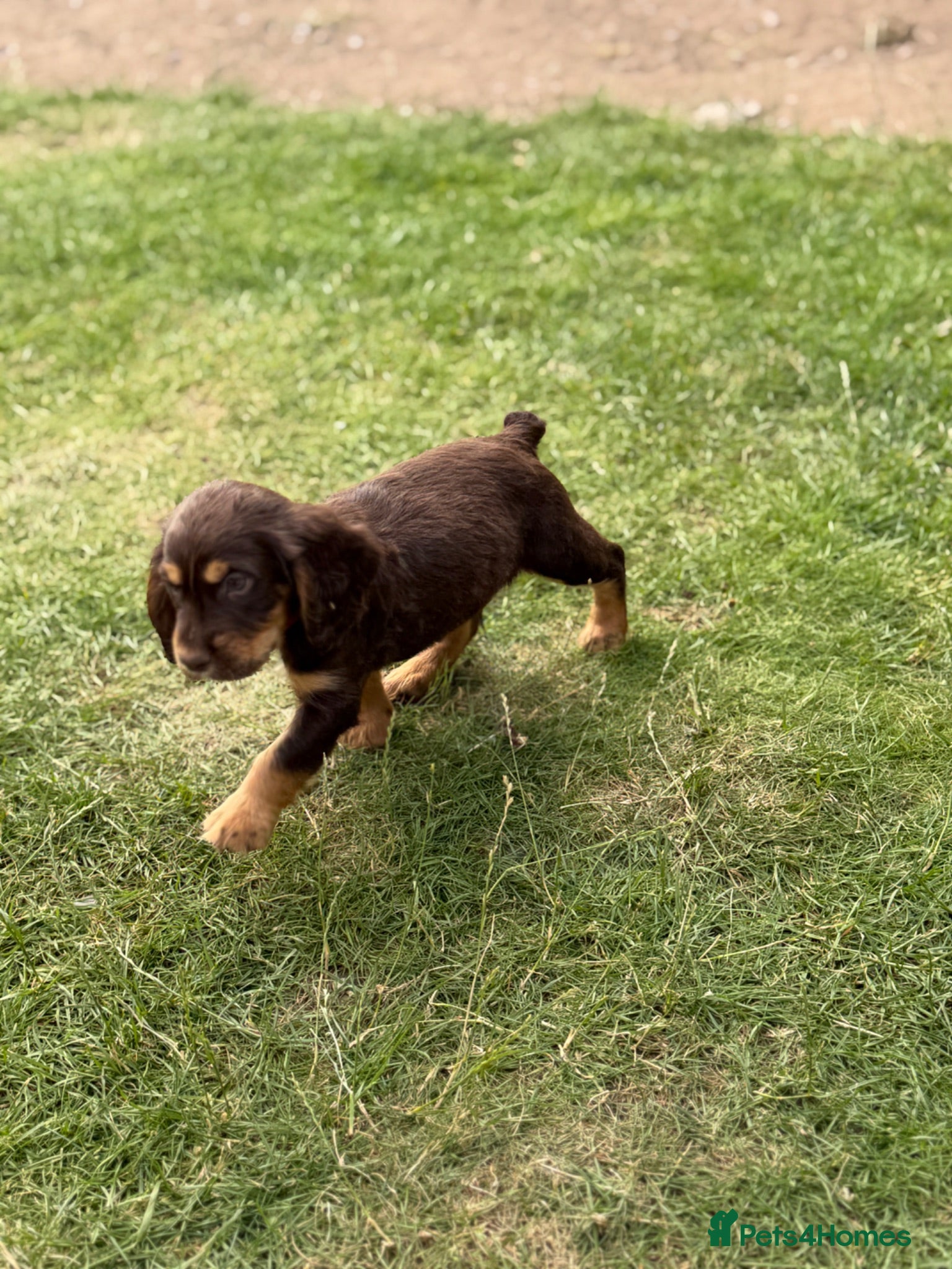 Sprocker dogs 🐾last THREE Sprocker puppies READY THURSDAY🐾 - Advert 13