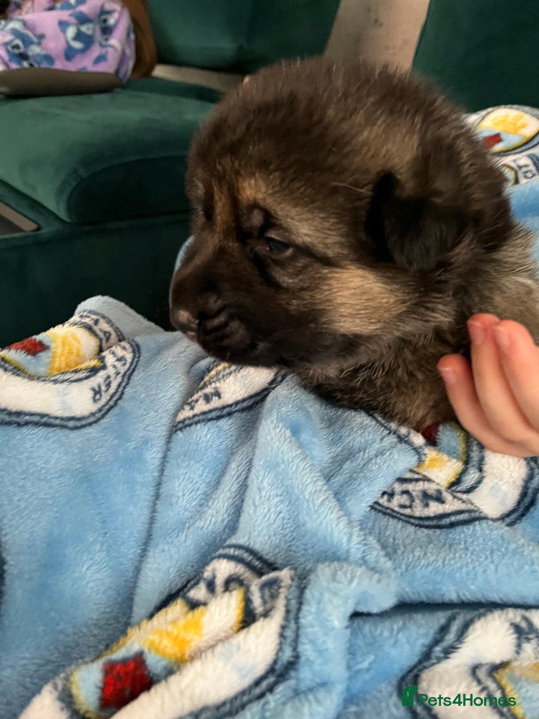 German Shepherd dogs for sale: Beautiful Straight Back German Shepherd  - Image 3